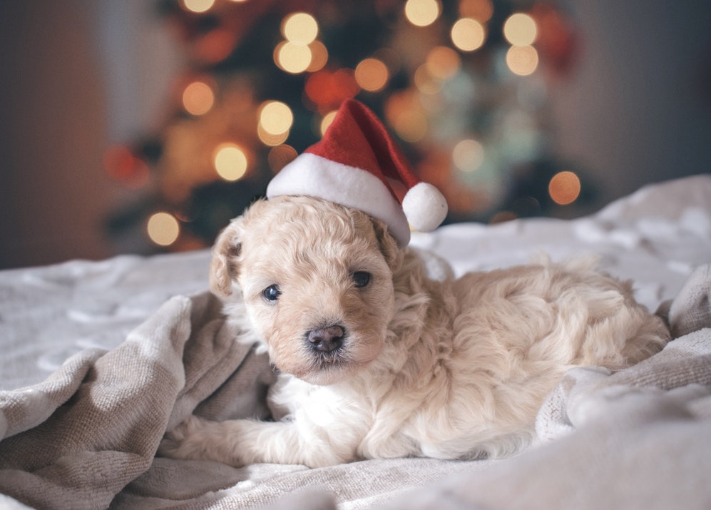 puppy at Christmas